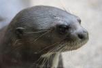Giant otter