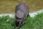 Giant otter