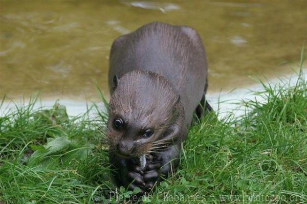 Giant otter