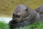 Giant otter