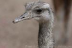 Greater rhea