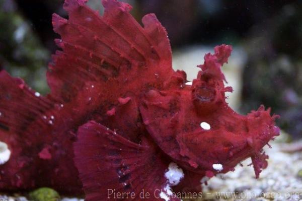 Eschmeyer's scorpionfish