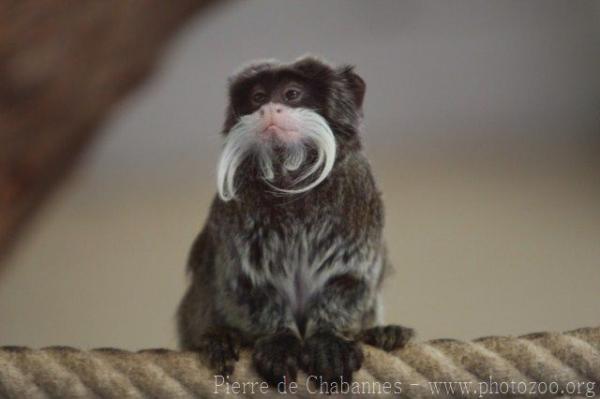 Emperor tamarin