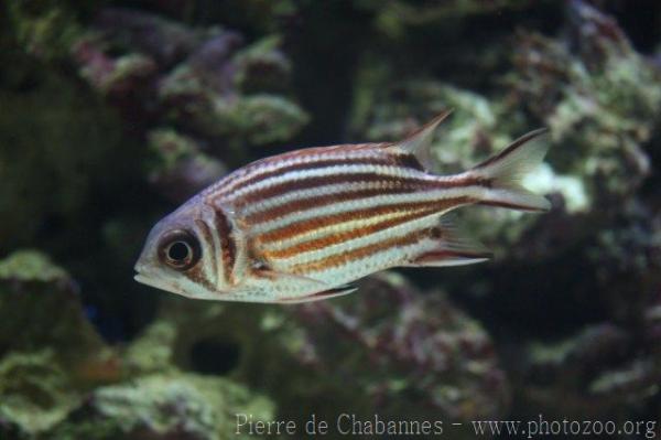 Threespot squirrelfish