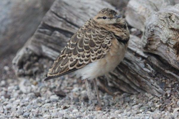 Double-banded courser