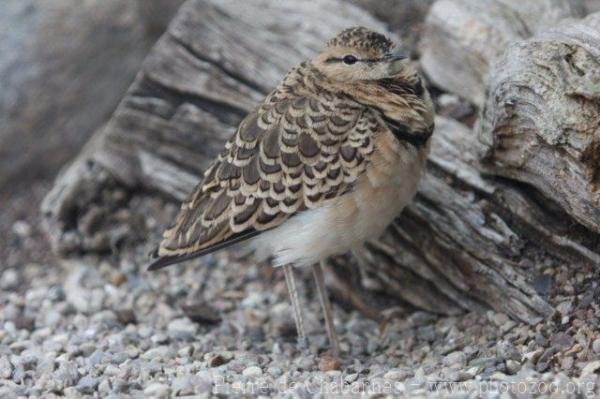 Double-banded courser