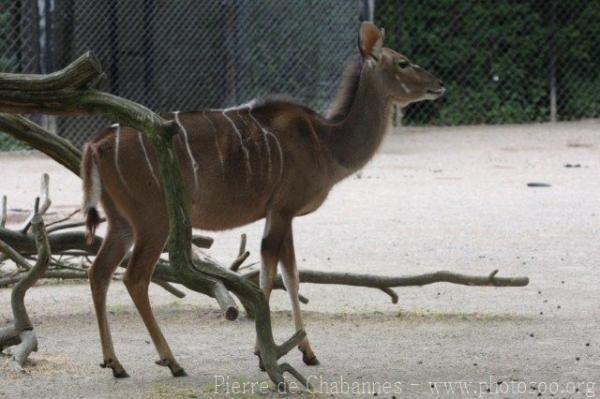 Greater kudu