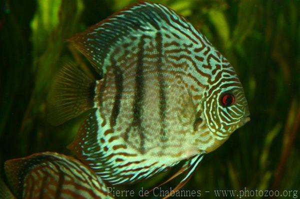 Blue discus