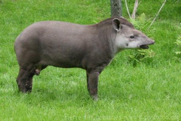 Lowland tapir