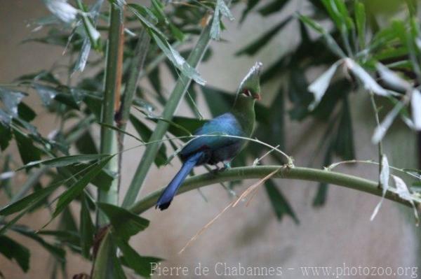 Livingstone's turaco