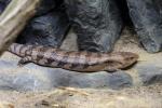 Giant bluetongue skink