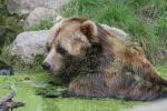 Kodiak brown bear *