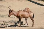 Erlebnis - Zoo Hannover