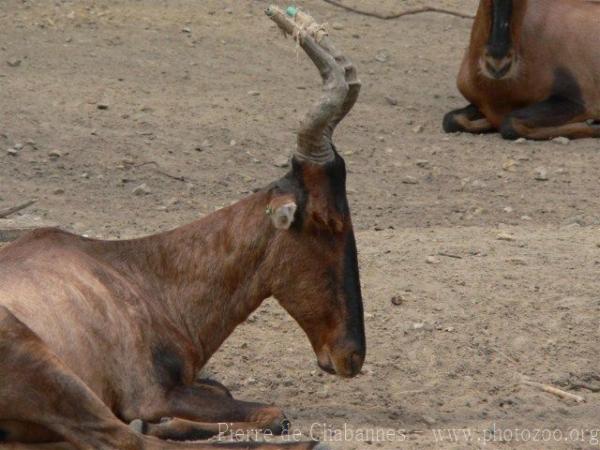 Red hartebeest *