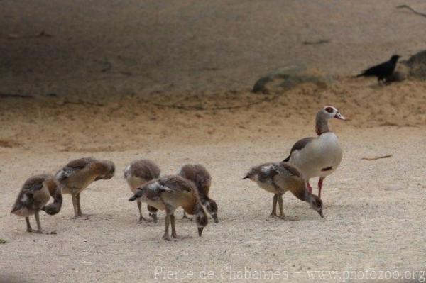 Egyptian goose