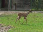 Southern lesser kudu