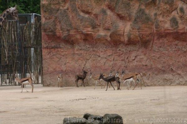 Springbok