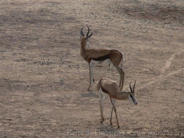 Springbok