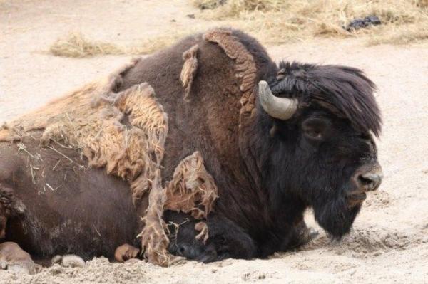 Wood bison