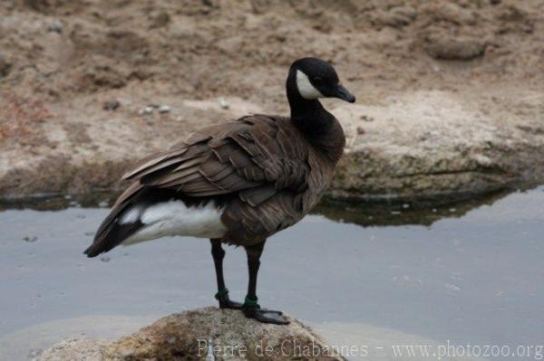 Cackling goose