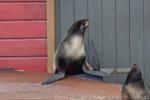 Northern fur seal