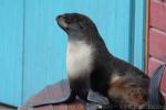 Northern fur seal