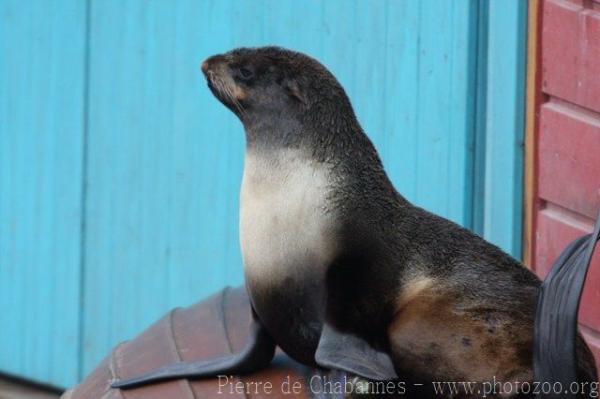 Northern fur seal