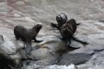 Northern fur seal