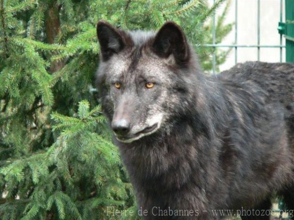 Mackenzie valley wolf