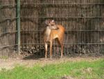 Natal red duiker