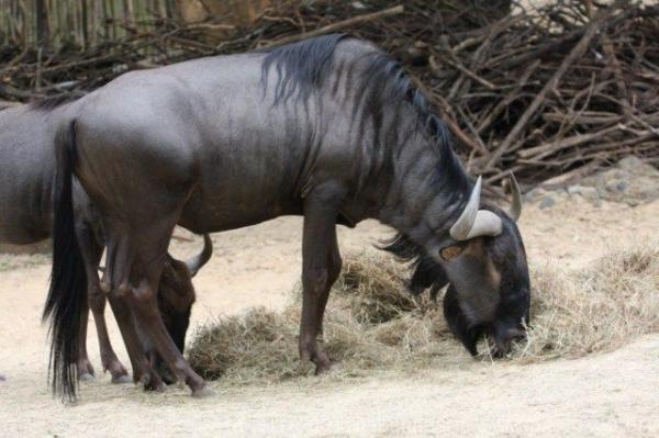 Blue wildebeest