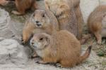 Black-tailed prairie dog