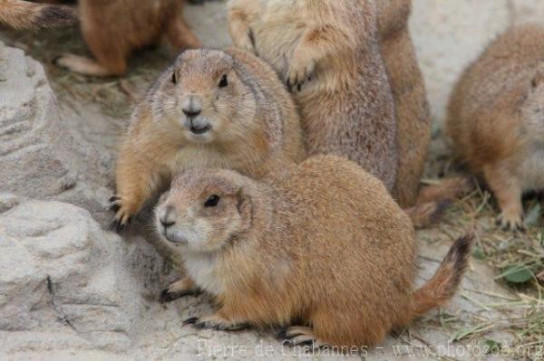 Black-tailed prairie dog