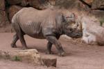 Eastern black rhinoceros