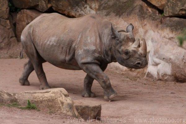 Eastern black rhinoceros