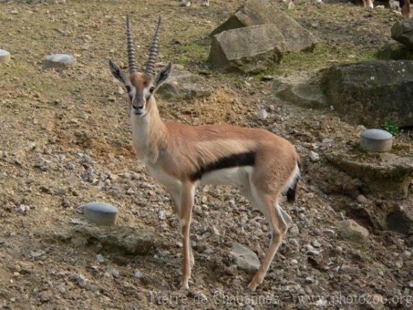 Thomson's gazelle