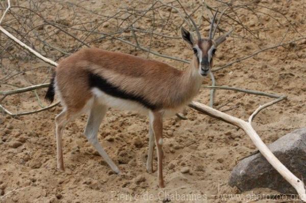 Thomson's gazelle