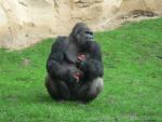 Western lowland gorilla