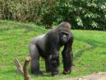 Western lowland gorilla