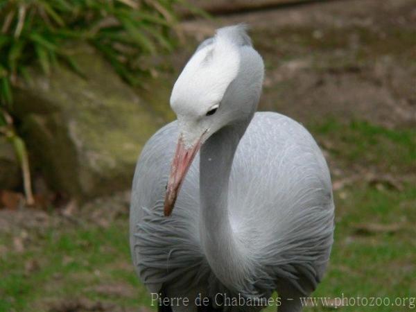 Blue crane