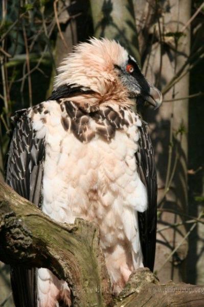 Bearded vulture