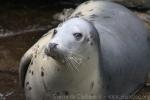 Grey seal