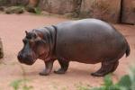 Common hippopotamus