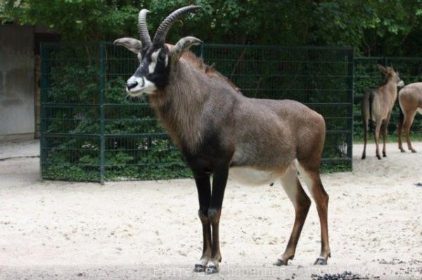 Roan antelope