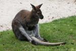 Red-necked wallaby