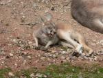 Red kangaroo