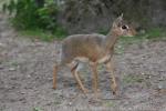 Dik-dik