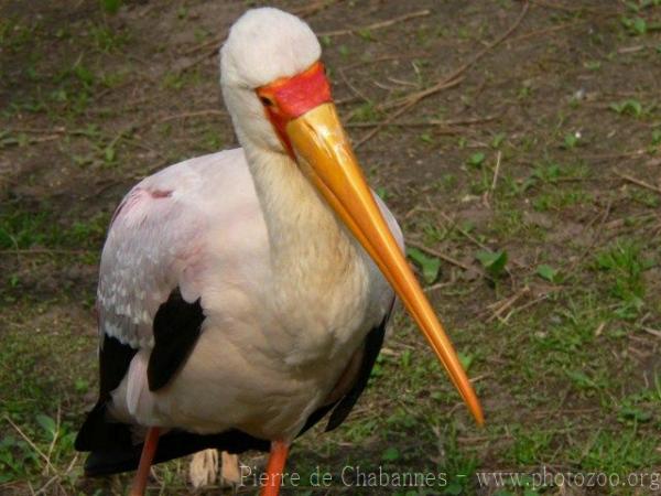 Yellow-billed stork