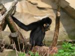 Red-cheeked crested gibbon