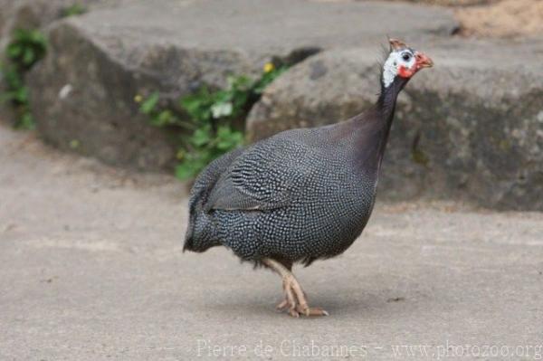 Helmeted guineafowl